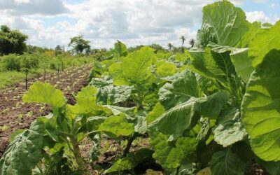 Ayudas para la eficiencia energética en el sector de la agricultura